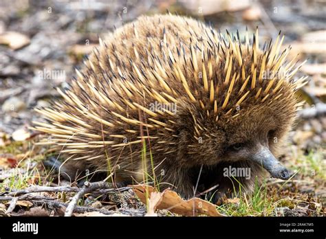 A short beaked echidna, Tachyglossus aculeatu, also known as the spiny ...