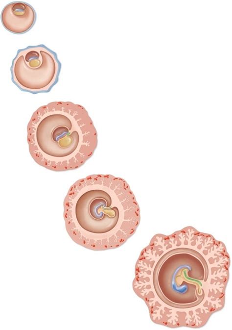 5 Human Embryonic development Diagram | Quizlet