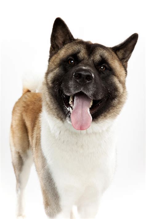 How Intelligent Is A Akita