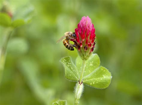 Wildflower Identification 101: How to Get Started - Birds and Blooms