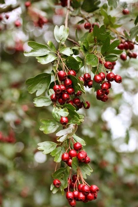 Tree With Small Red Berries In Fall Jesus Redman