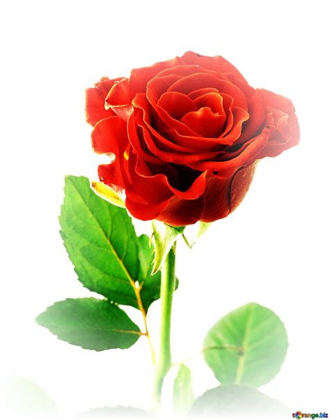 Cute Red Rose Flower Wallpaper