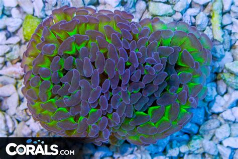 Branching Hammer Australia Neon Stems Purple Tips Heads Corals