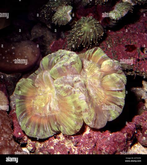 Coral cerebro abierto fotografías e imágenes de alta resolución Alamy