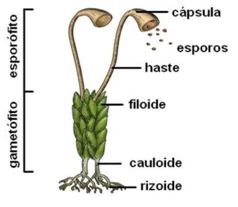 Explica Y Dibuja Las Partes De Un Musgo Brainly Lat