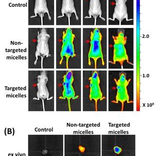 A In Vivo Near Infrared Fluorescence Imaging Of Subcutaneous Bon