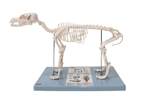 human and dog skeleton 2