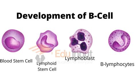 B Lymphocytes And The Immune Response With Diagram