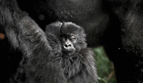 Virunga Mountains safaris with Africa Travel Resource