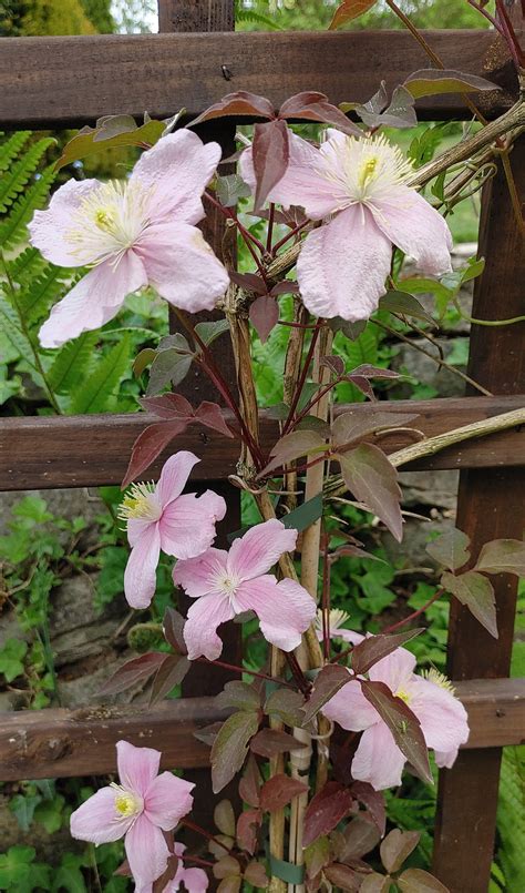 Clematis Climber Plant Nature Free Photo On Pixabay Pixabay