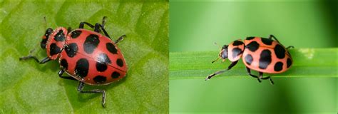 Types Of Ladybugs Found In Canada Id Guide Bird Watching Hq