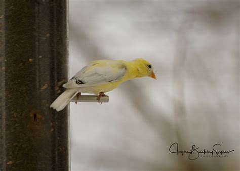 Partial Leucistic American Goldfinch On Thistle Feeder Flickr