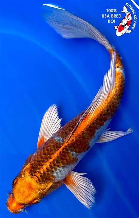 Butterfly Koi For Sale Japanese Butterfly Koi Varieties Kloubec Koi