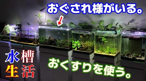 【アクアリウム熱帯魚水槽】キレイな水槽に見えるけどネオンテトラが尾ぐされ病→エルバージュで薬浴をしようとするもレイアウト変更まですることに