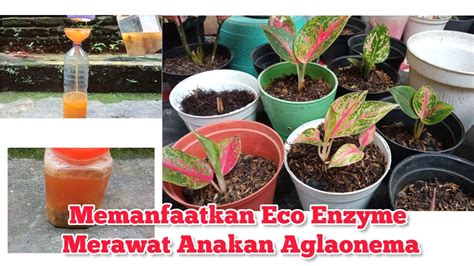 Panen Eco Enzym Langsung Aplikasikan Untuk Aglaonema Aglaonema