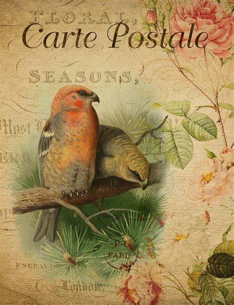 Bird Vintage Floral Postcard Free Stock Photo Public Domain Pictures