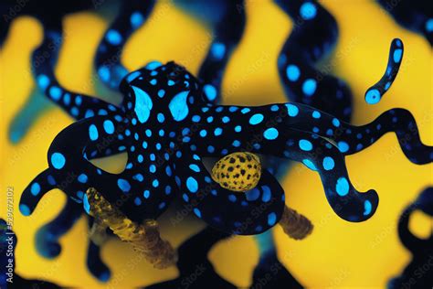 Blue Ringed Octopus The Deadly Blue Ringed Octopus Hapalochlaena Beautiful Underwater