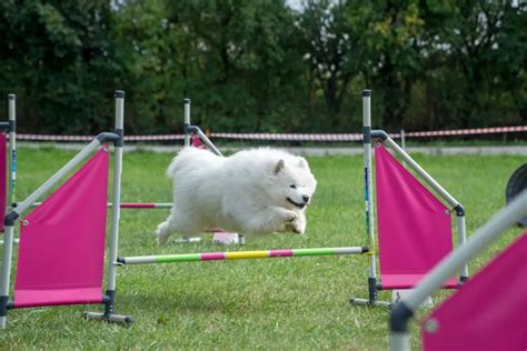 Do Samoyeds Need Professional Training? - Happy Samoyed