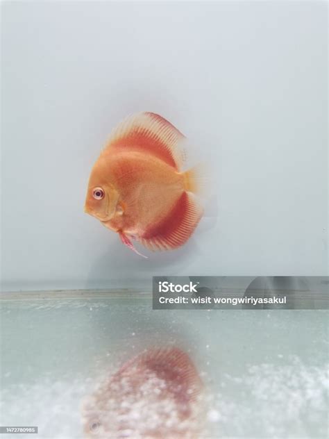 Discus Fish Stock Photo Download Image Now Animal Animal Fin