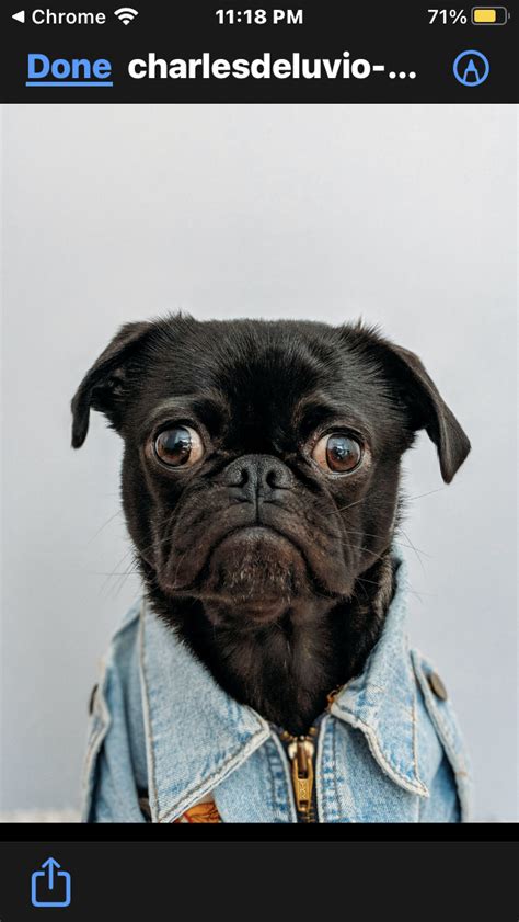 Black pug Blank Template - Imgflip