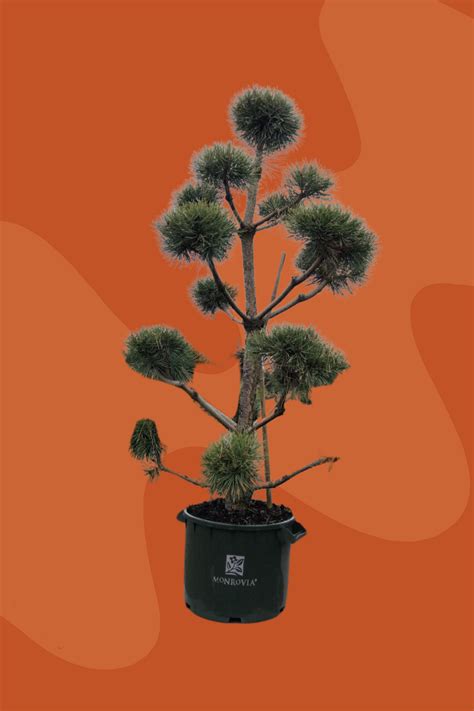 french blue scotch pine