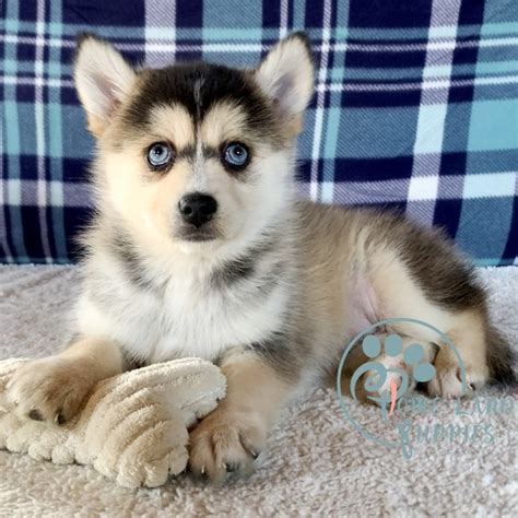 Pomsky breeder website - Pomsky Puppies For Homes - Home Land Pups