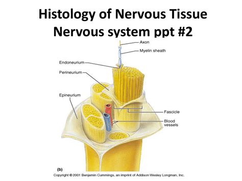 Histology Of Nervous Tissue Nervous System Ppt