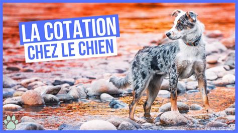 Comment Fonctionne La Cotation D Un Chien Lof Youtube