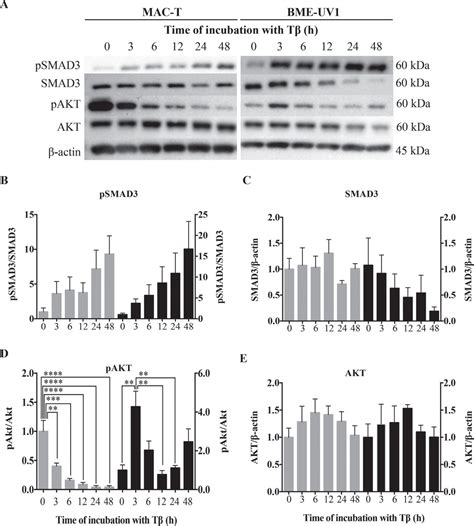 Contrasting Effects Of Transforming Growth Factor β1 On Programmed Cell