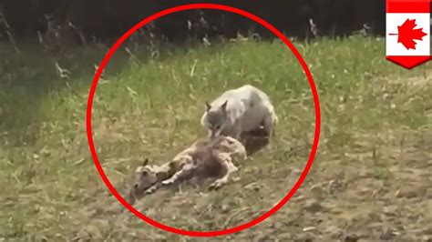 Wolf Catching Prey Caught On Camera Wolf Vs Sheep Encounter Ends As