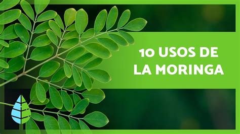 10 BENEFICIOS de la MORINGA que no CONOCÍAS YouTube