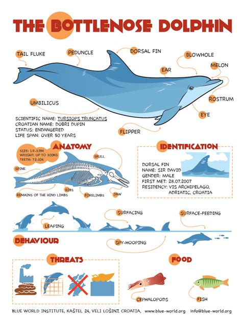 Bottlenose Dolphin Diagram