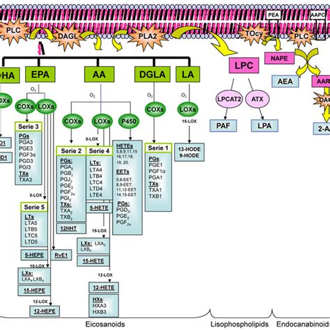 Biosynthesis of Lipids Derivatives. The figure shows the biosynthesis... | Download Scientific ...