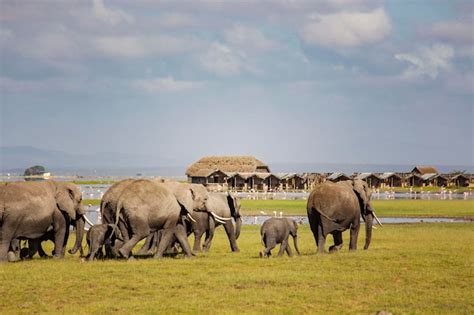 Premium Photo African Elephants Herd At Amboseli National Park Kenya