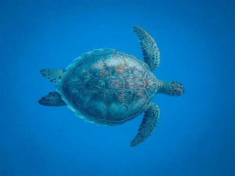 Sea Turtles Photos, Download The BEST Free Sea Turtles Stock Photos