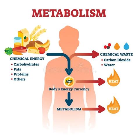 Metabolism Vector Illustration Labeled Chemical Energy Educational Scheme Explanation Diagram