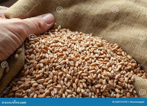 Wheat Grains Close Up Of Grain For Bread Global Food Crisis Concept