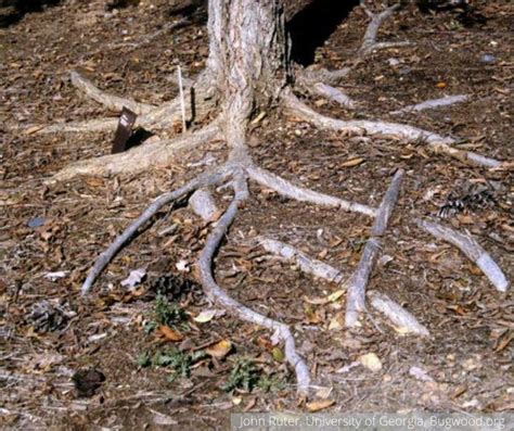 Oak Tree Roots