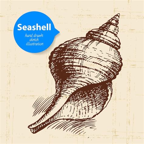 Premium Vector Seashell Hand Drawn Sketch Vintage Illustration