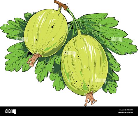 Hand Drawn Sketch Of Gooseberry In Color Isolated On White Background