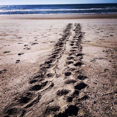 Loggerhead Sea Turtle Tracks On Masonboro Island Wrightsville Beach