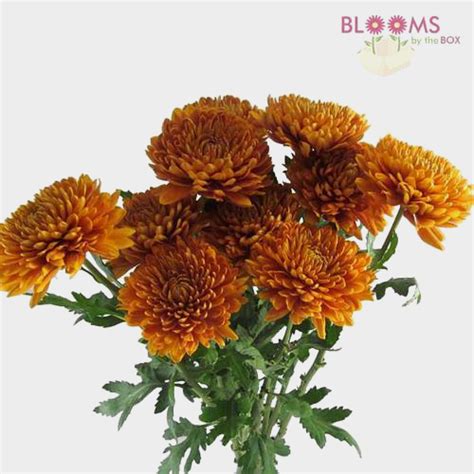 Wholesale Cremon Mum Bronze Cremon Mum Dutch Mums Blooms By The Box