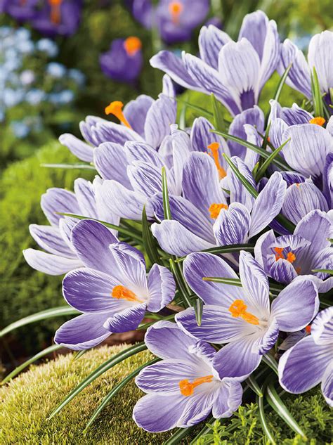 Krokus Crocus Pickwick Blumenzwiebeln Und Herbstrhizome