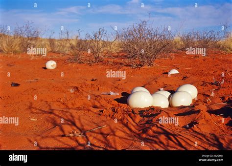 Ostrich Struthio Camelus Desert Namibia Flightless Bird Stock Photo Alamy