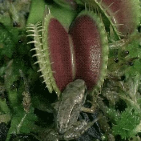 Fly Trap GIF - Find & Share on GIPHY