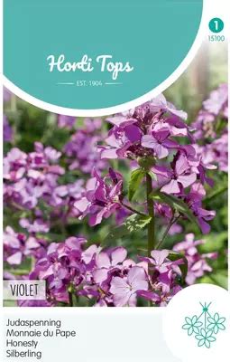 Horti Tops Zaden Lunaria Judaspenning Violet Kopen Tuincentrum