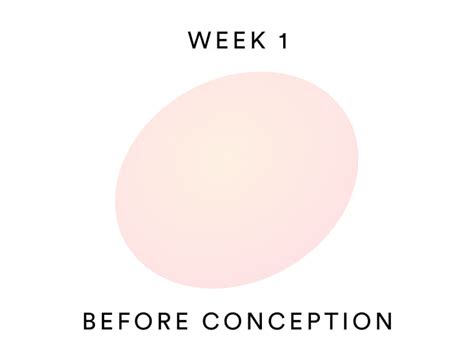 1 Week Pregnant: What's Happening Inside Your Body? – Bellabeat