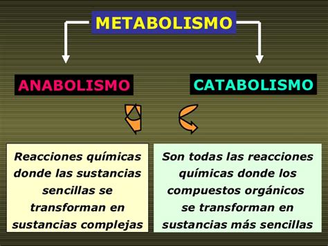 Anabolismo E Catabolismo