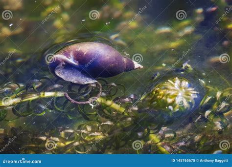 Pond snail stock image. Image of behaviour, aquatic - 145765675