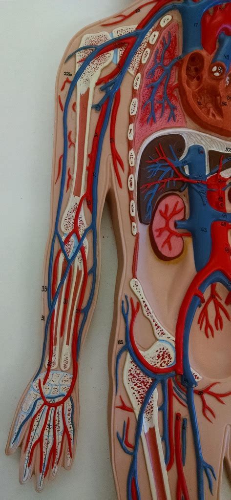 VESSELS Of UPPER LIMB 1 Diagram Quizlet